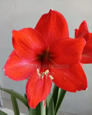 অ্যামারিলিস লিলি