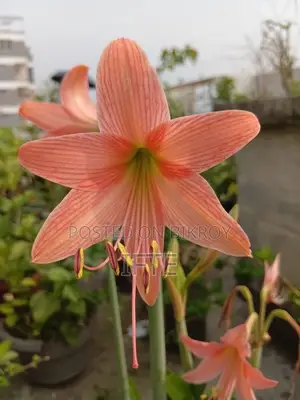 অ্যামারিলিস লিলি