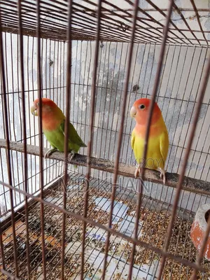 One pair of master pair lovebirds
