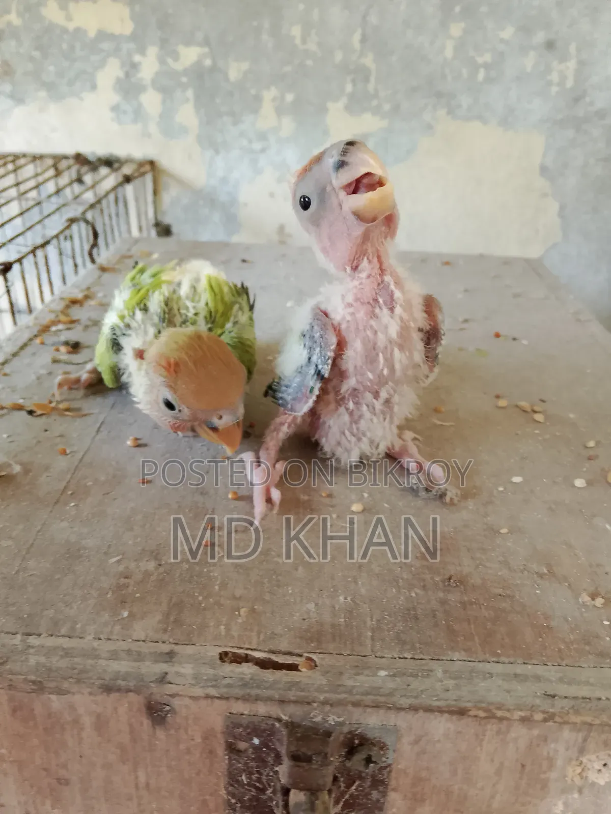 One pair of master pair lovebirds