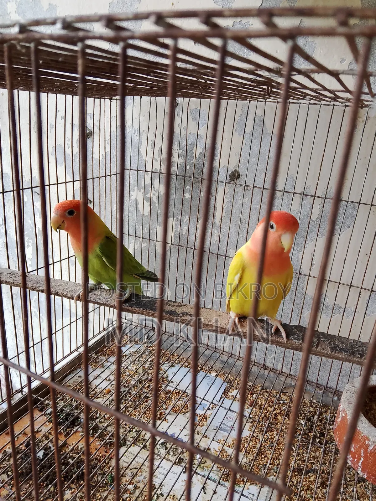 One pair of master pair lovebirds