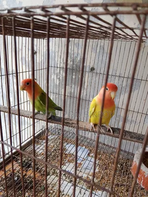 One pair of master pair lovebirds