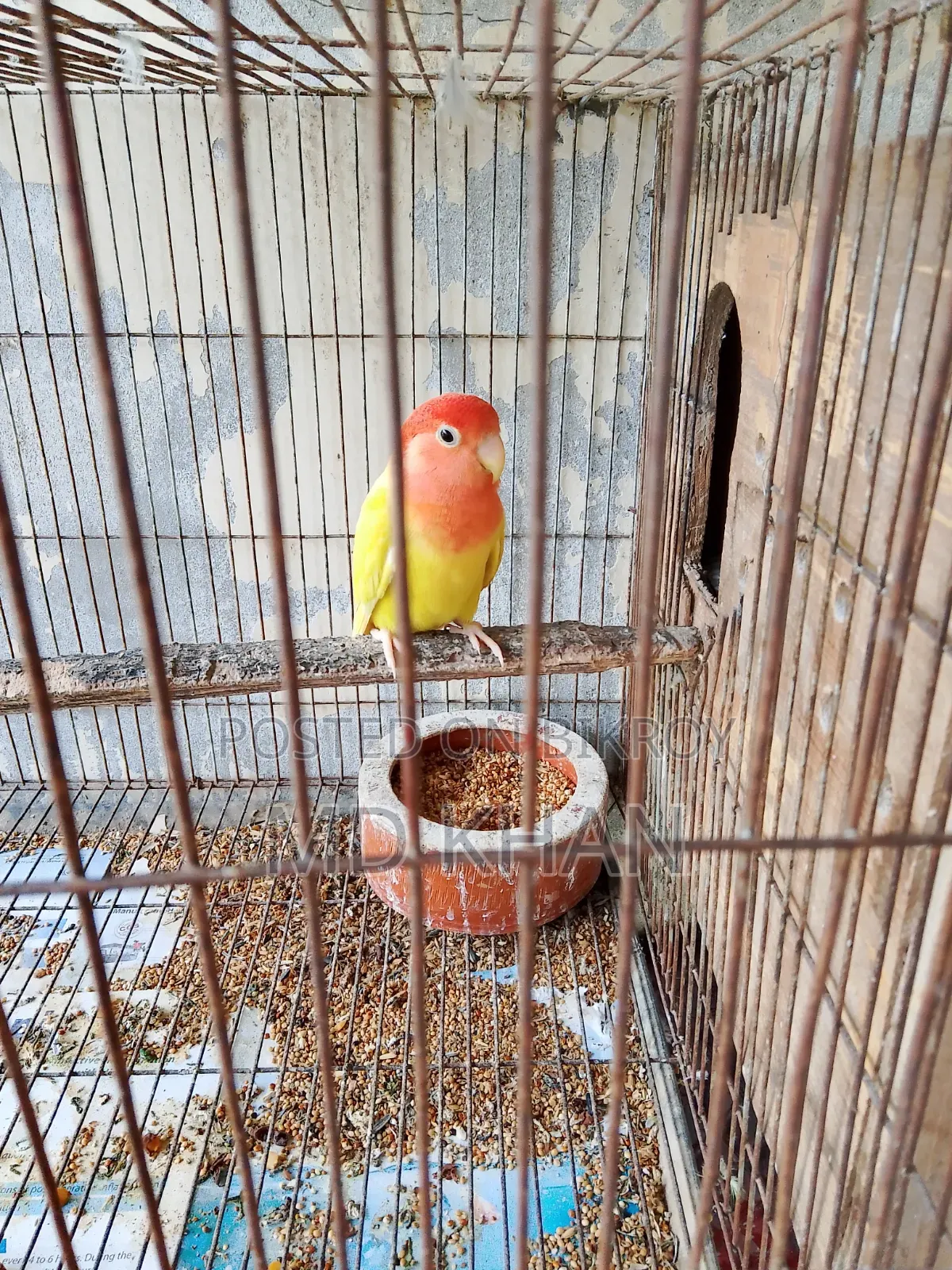 One pair of master pair lovebirds