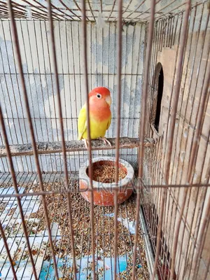 One pair of master pair lovebirds