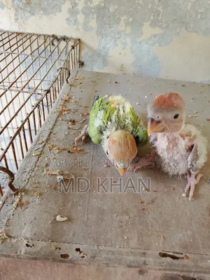 One pair of master pair lovebirds