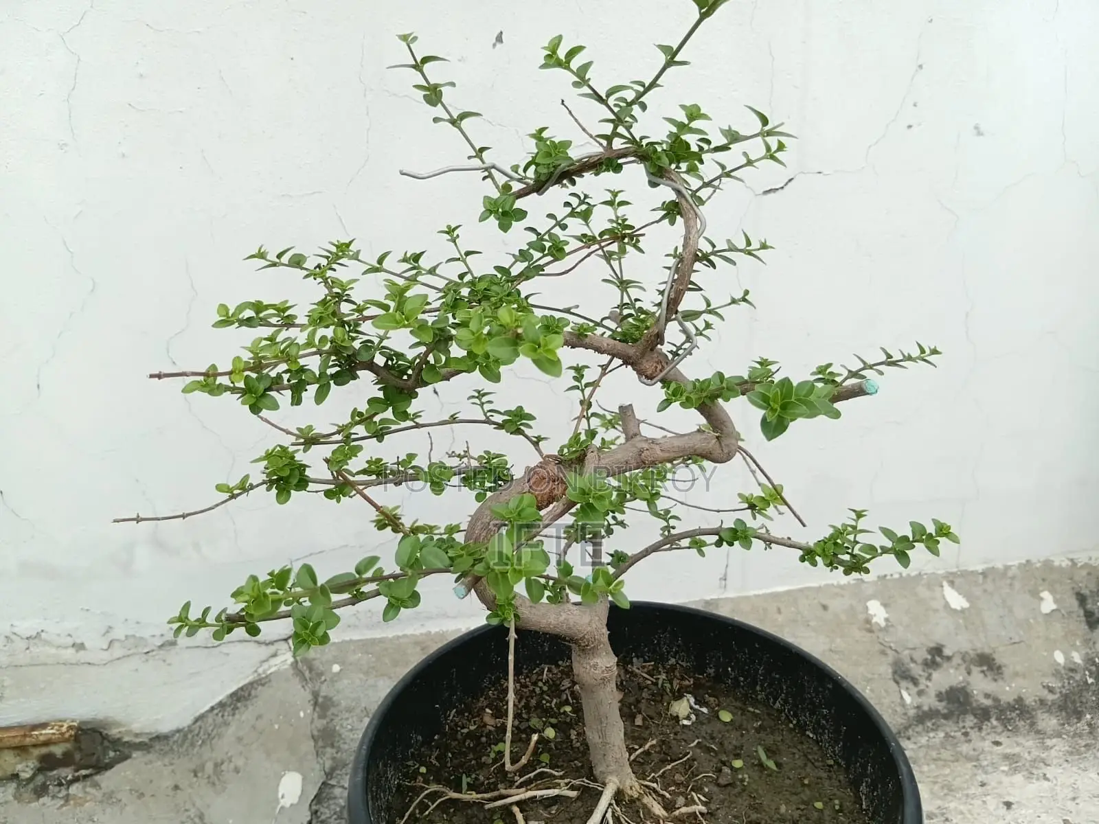 বনসাই- প্রেমনা গাছ।