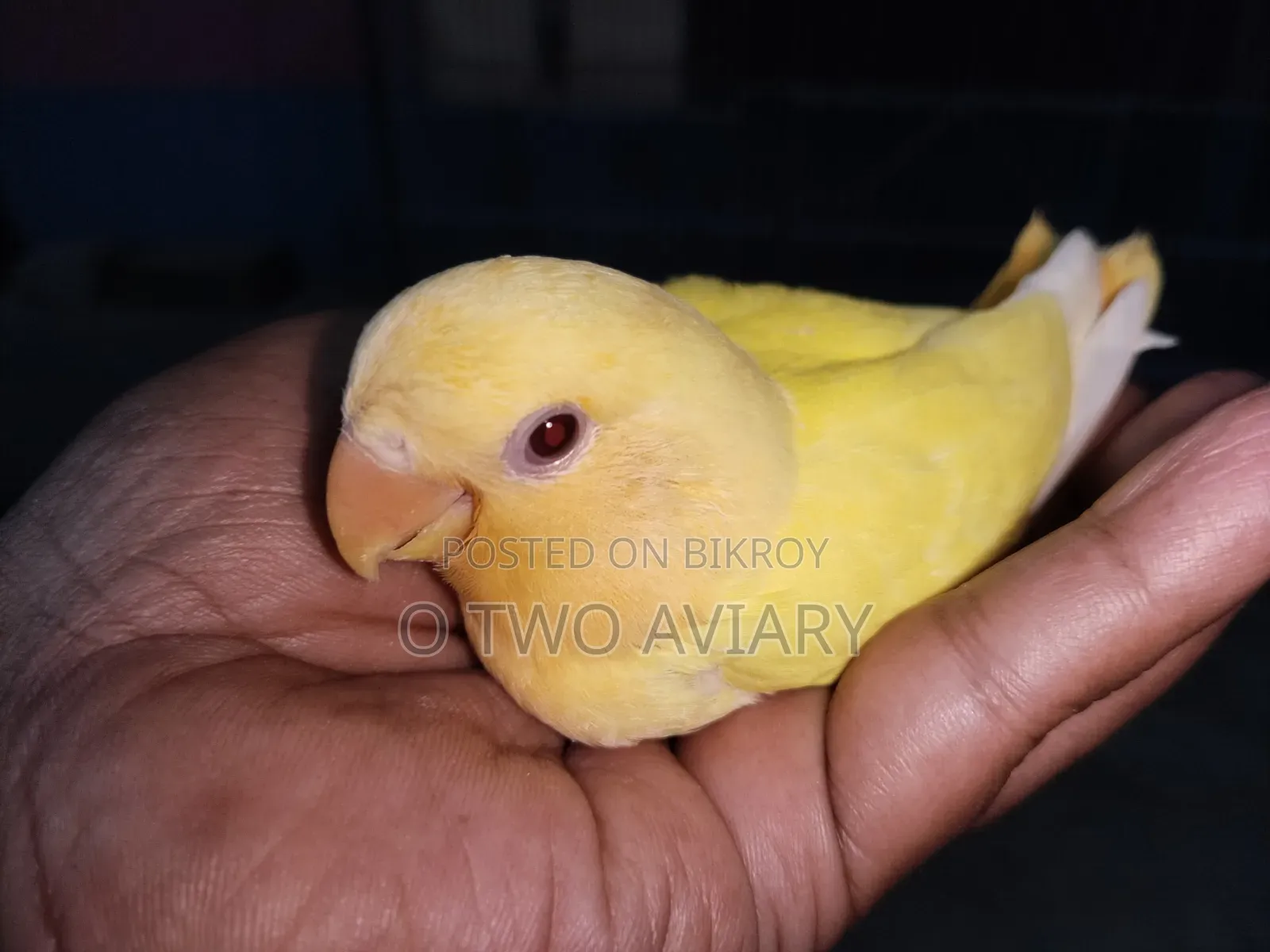 Lovebird Tame Size Baby