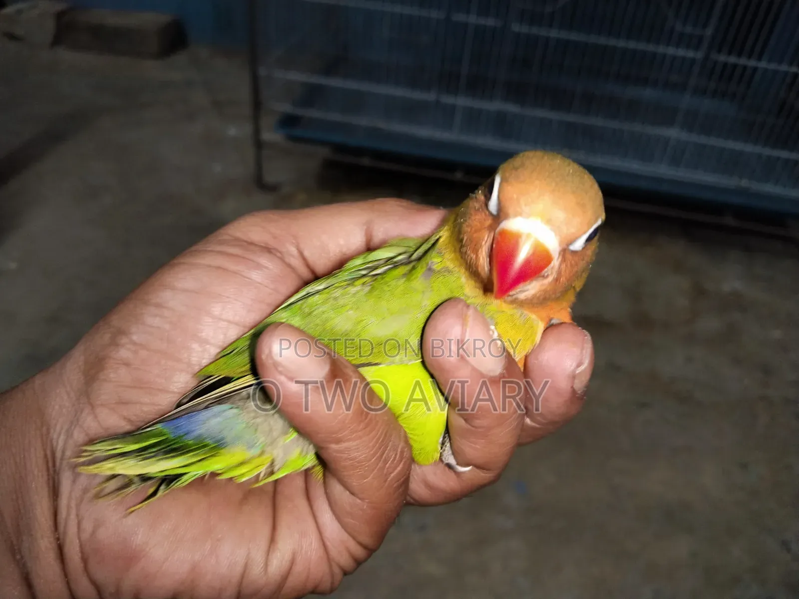 Lovebird Tame Size Baby