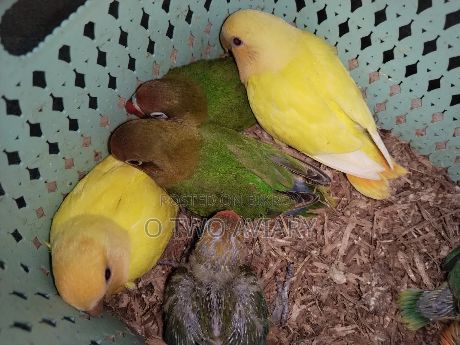 Lovebird Tame Size Baby