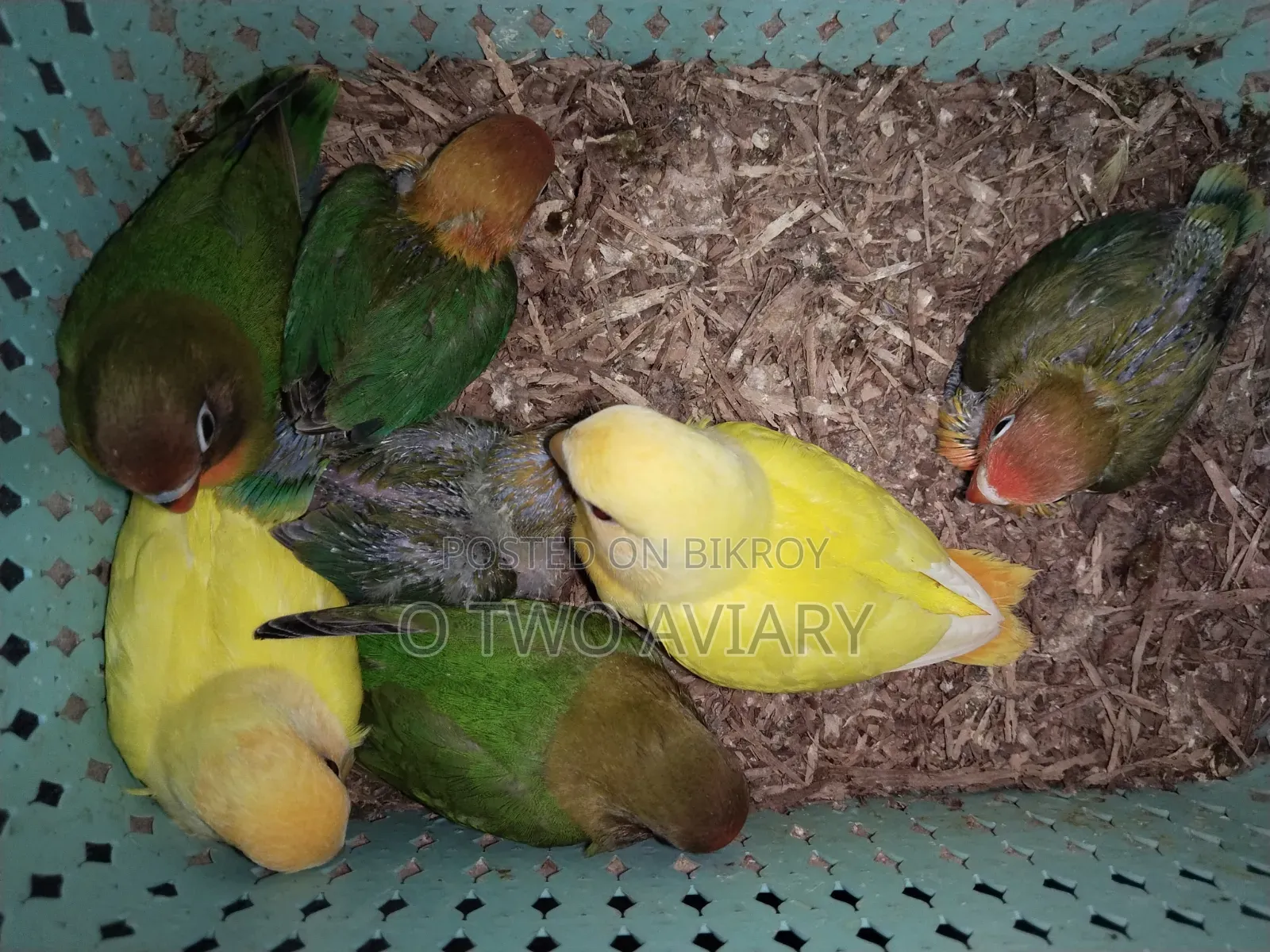 Lovebird Tame Size Baby