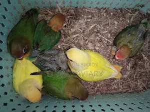 Lovebird Tame Size Baby