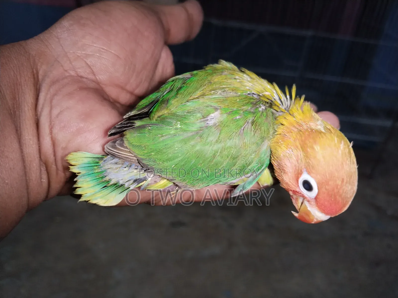 Lovebird Tame Size Baby