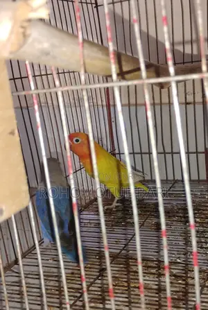 Lovebird For Sale
