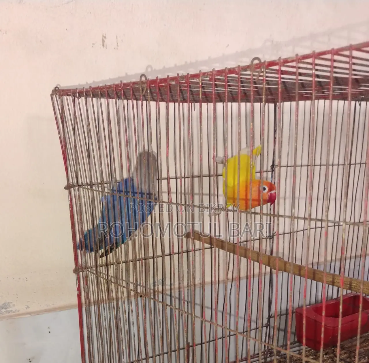 Lovebird For Sale