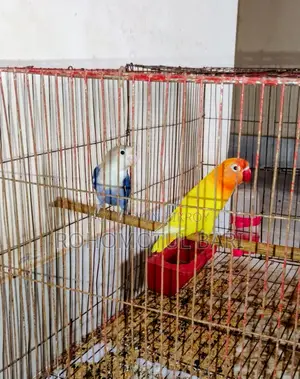 Lovebird For Sale