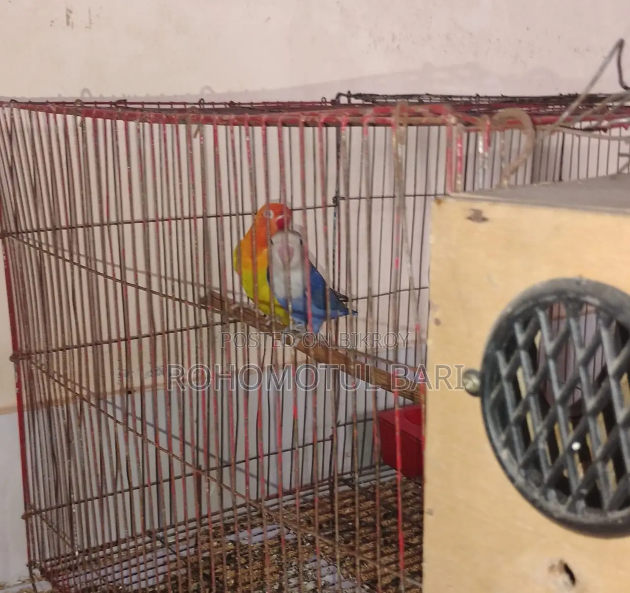 Lovebird For Sale