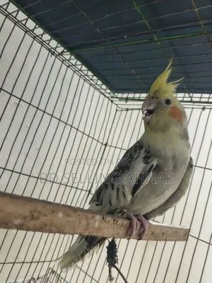 Cockatiel 10 Month Old