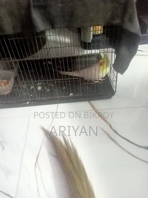 Bird for sale, half-tame, talks