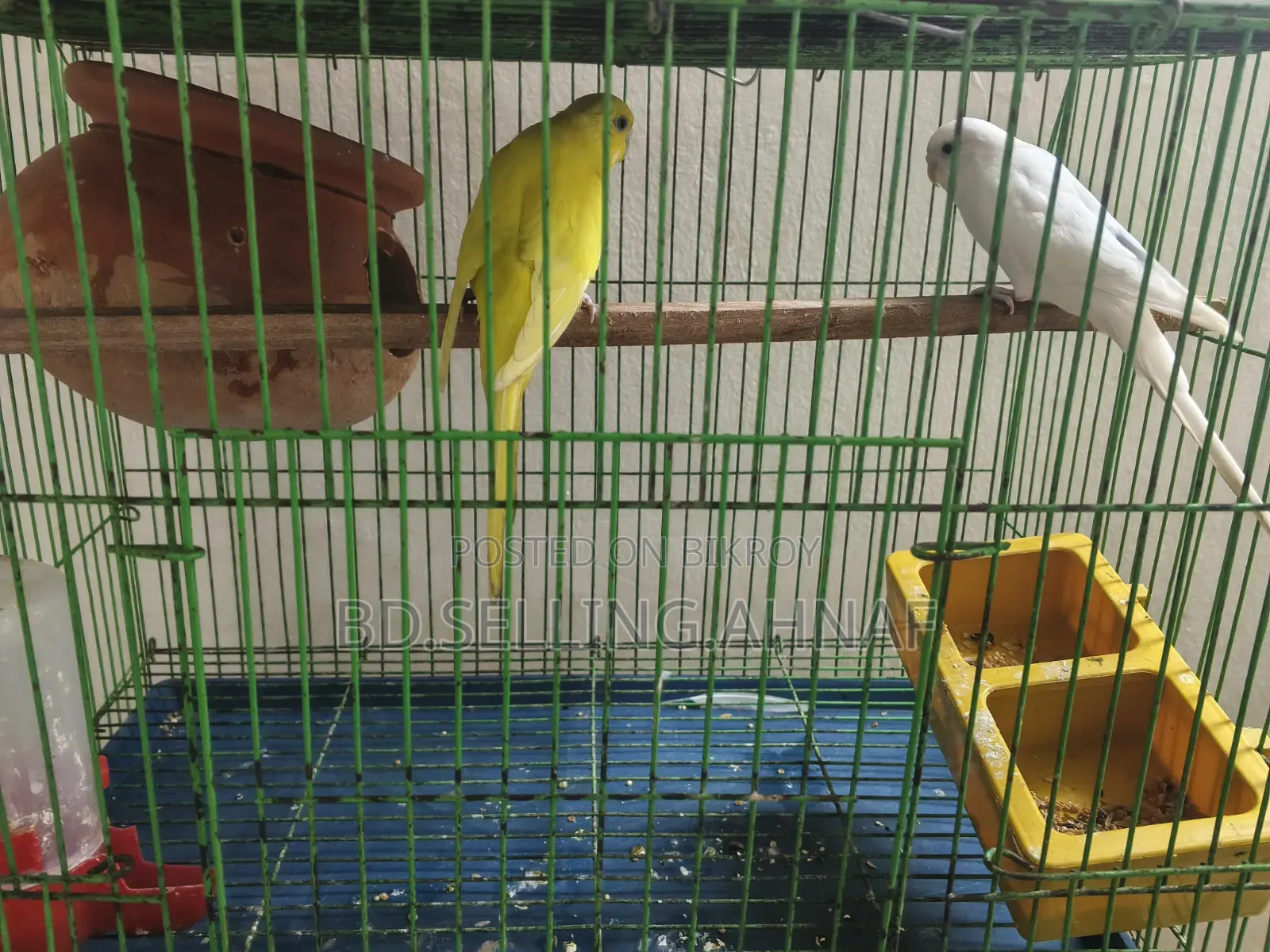 পূর্ণবয়স্ক এক জোড়া বাজিগর পাখি