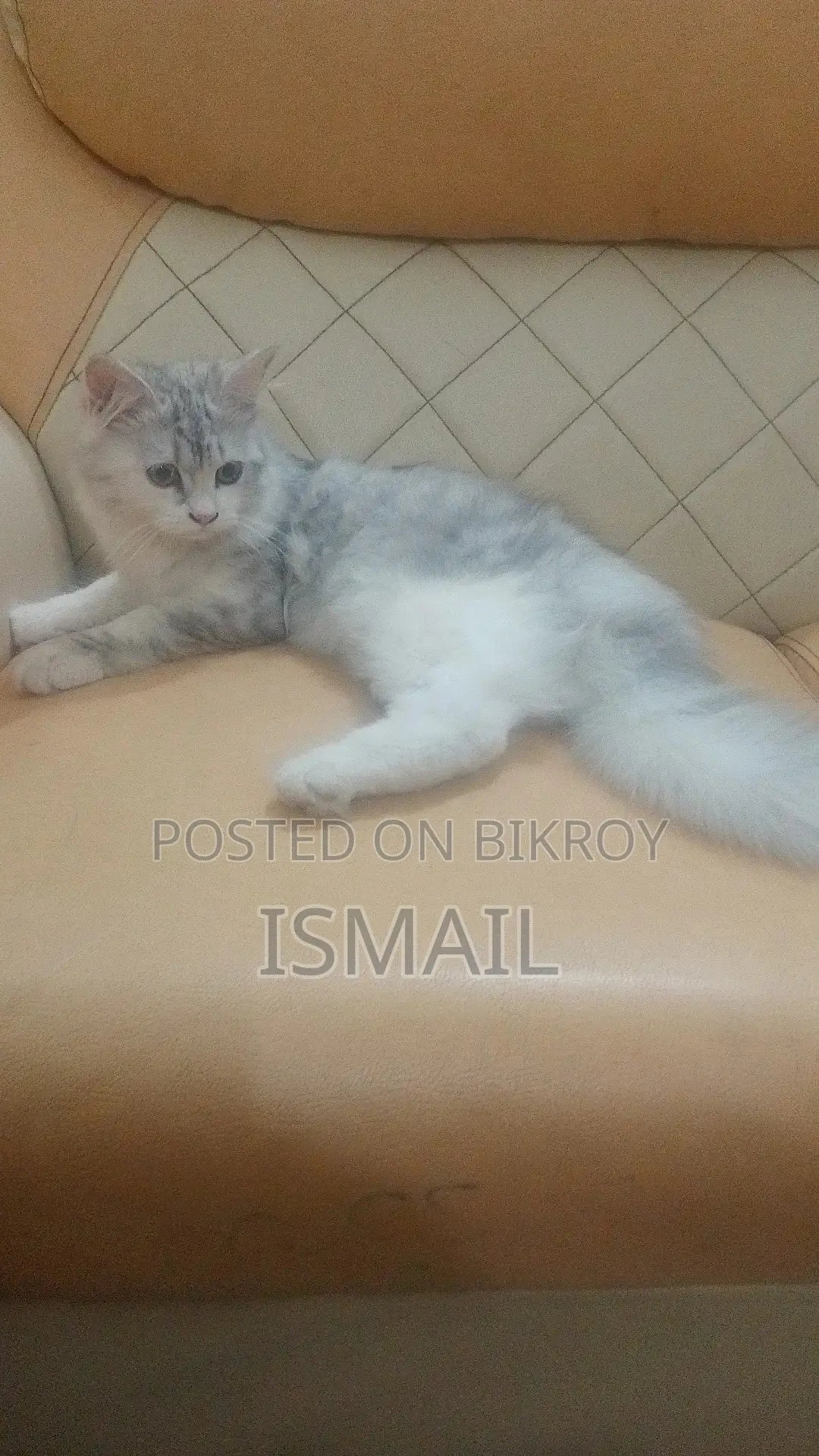 3-6 Months Female Purebred Persian