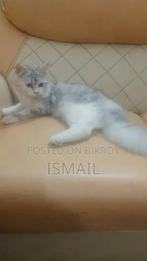 3-6 Months Female Purebred Persian