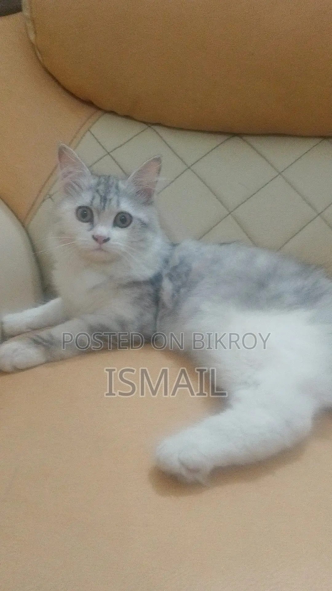 3-6 Months Female Purebred Persian