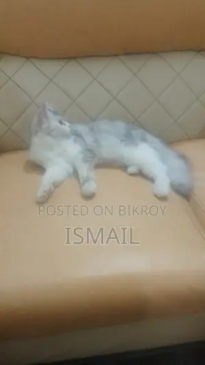3-6 Months Female Purebred Persian
