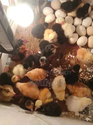 Incubator Egg Hatching Machine