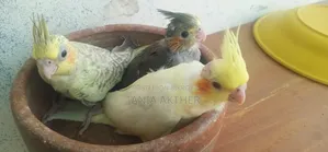 Cokatail Baby Bird