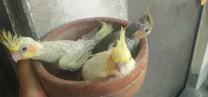 Cokatail Baby Bird