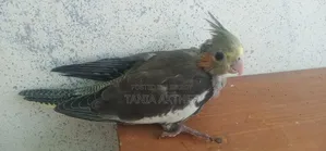 Cokatail Baby Bird