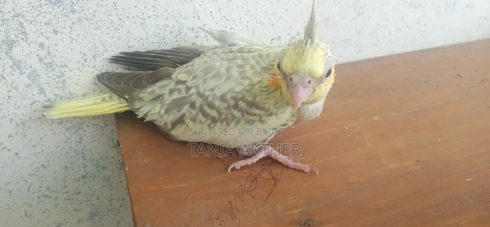 Cokatail Baby Bird