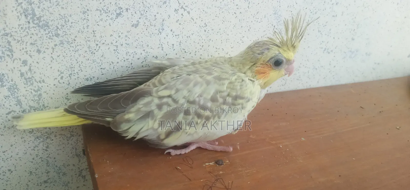 Cokatail Baby Bird