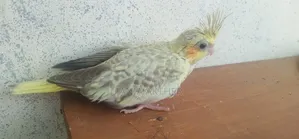 Cokatail Baby Bird