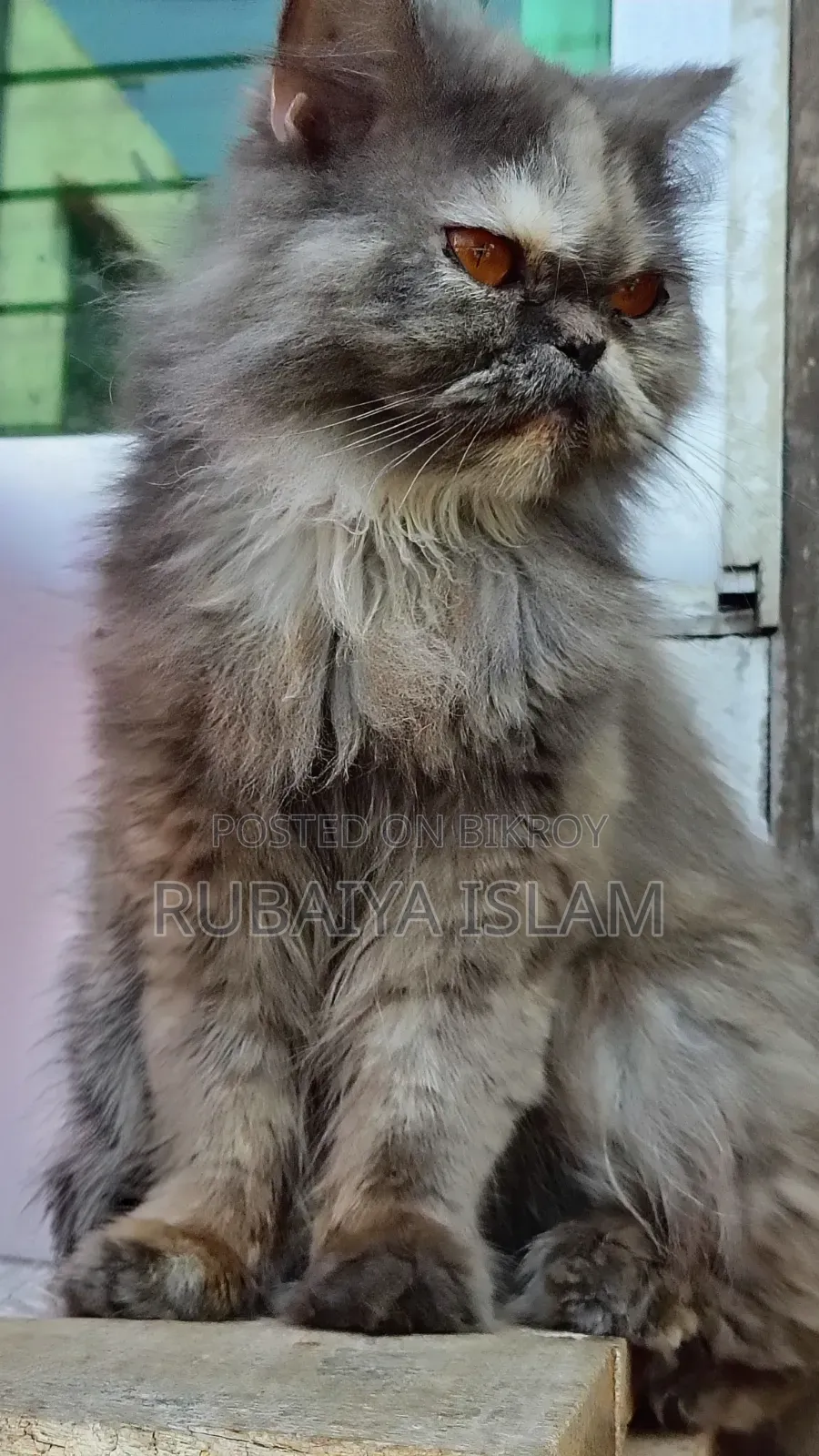 1+ Year Female Purebred Persian