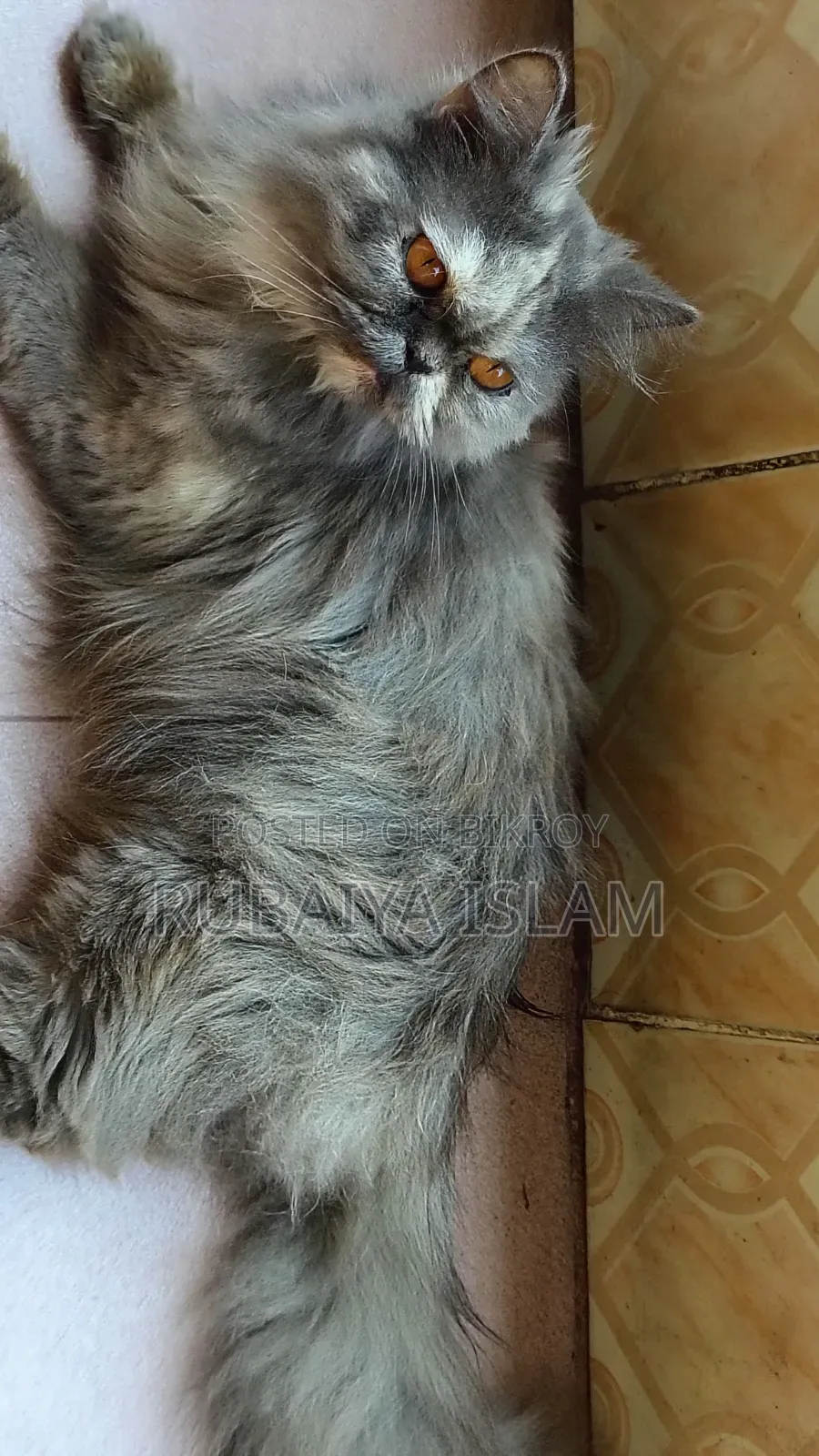 1+ Year Female Purebred Persian