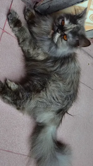 1+ Year Female Purebred Persian