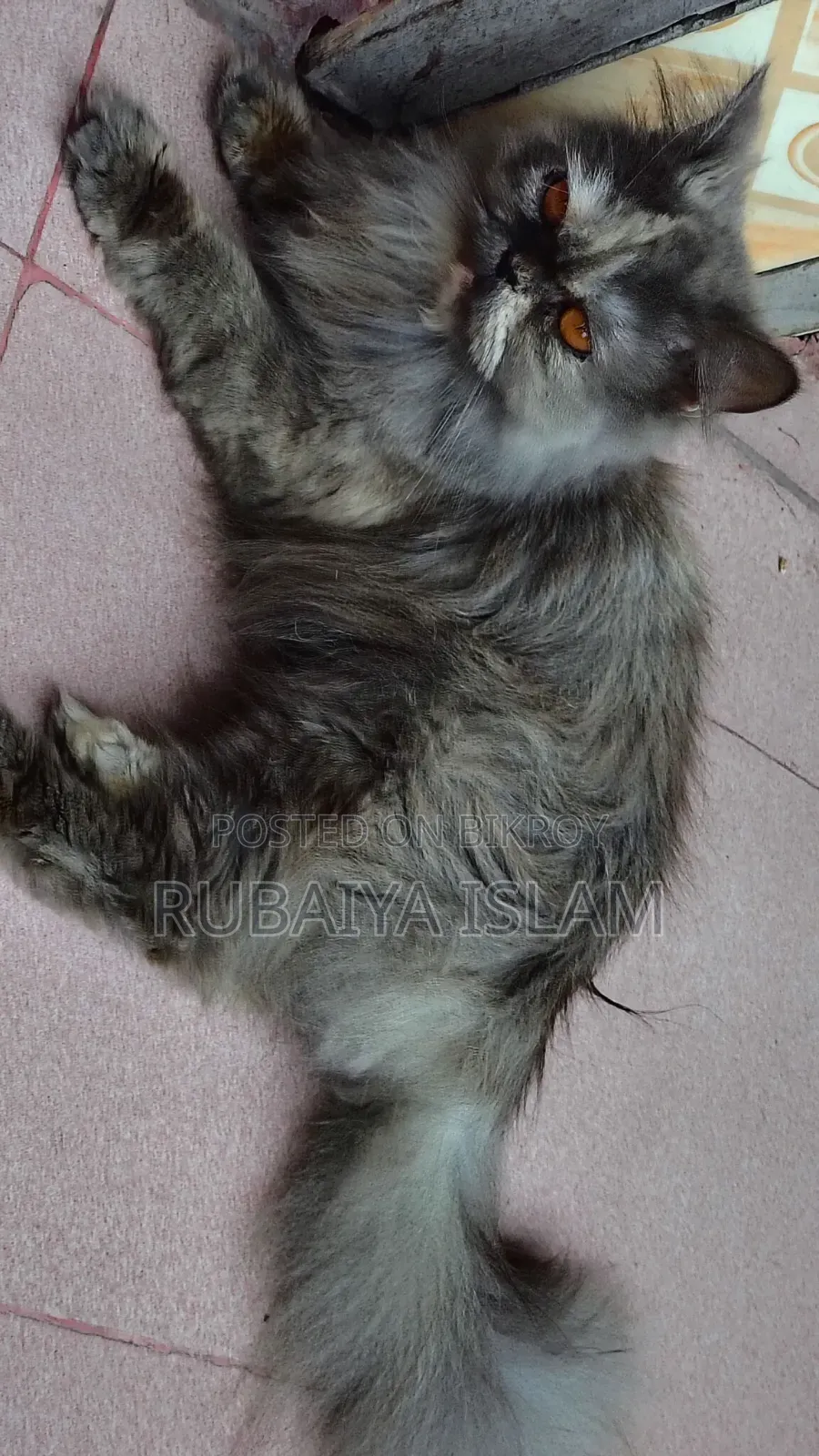 1+ Year Female Purebred Persian