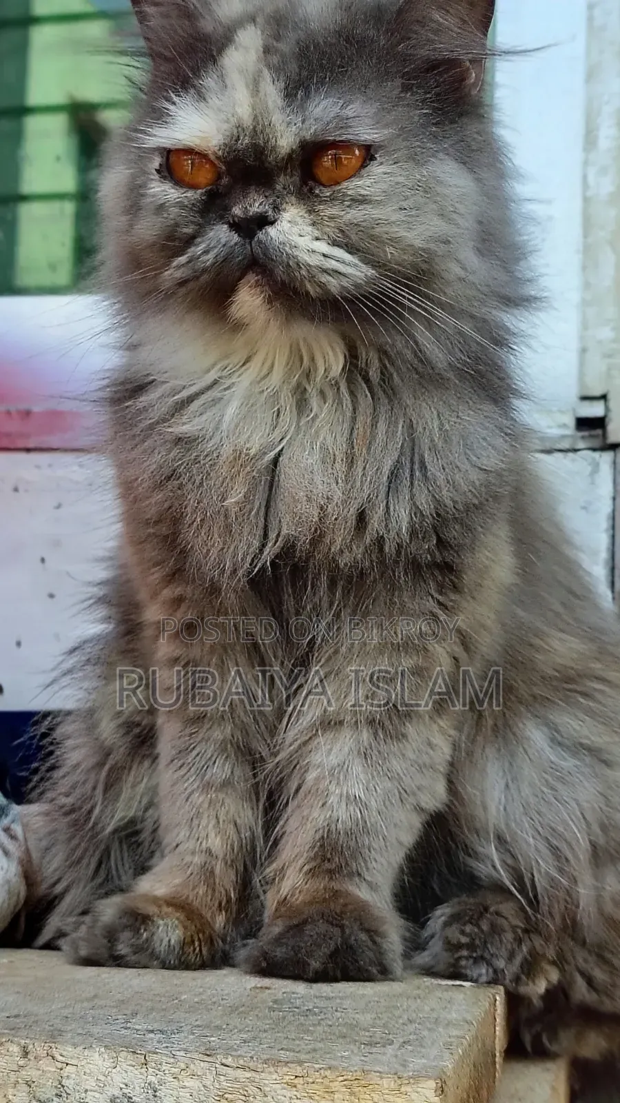 1+ Year Female Purebred Persian