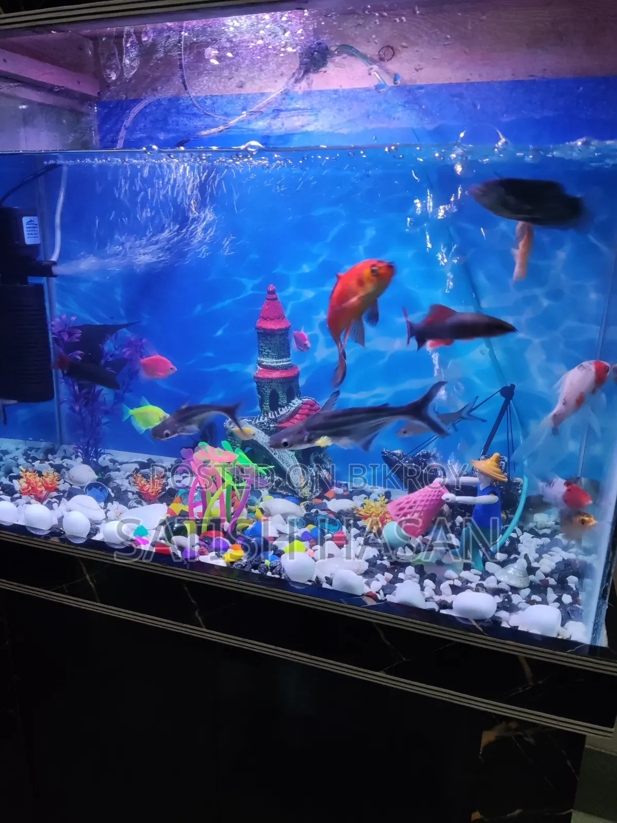 Aquarium And Fish