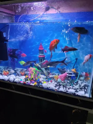 Aquarium And Fish