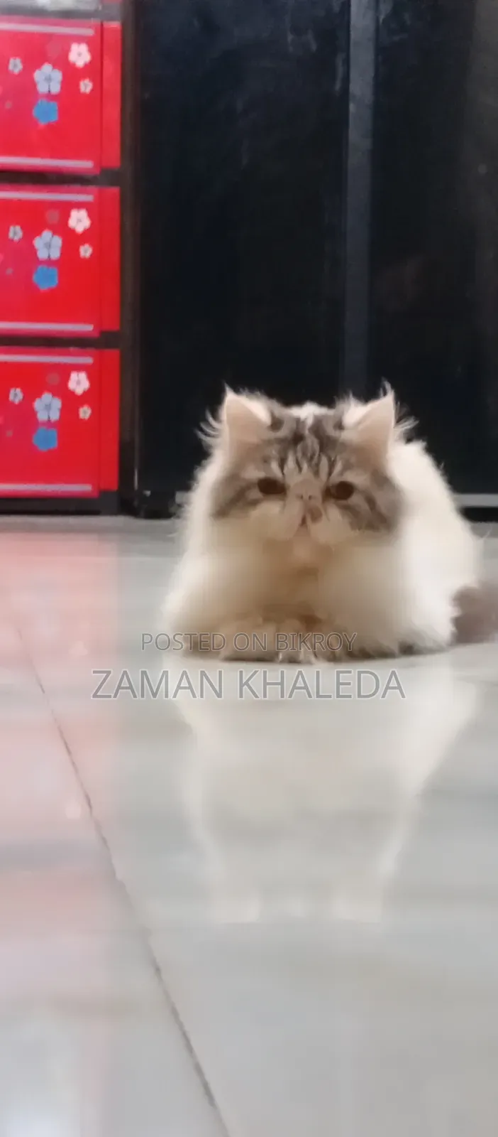 1+ Year Male Purebred Exotic Cat