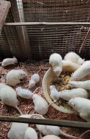 White Mice