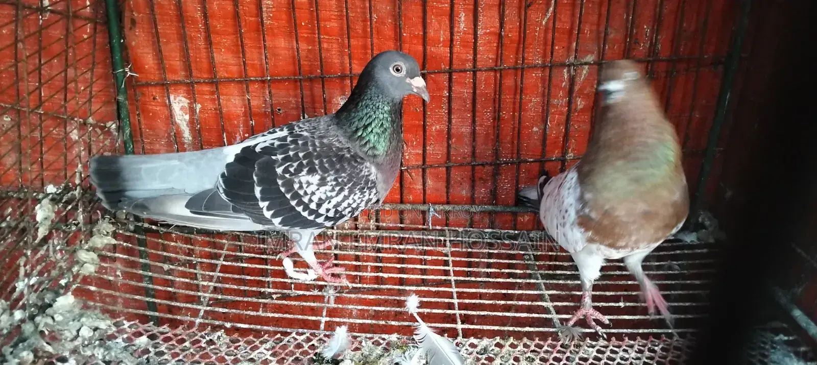Running Female Pigeons