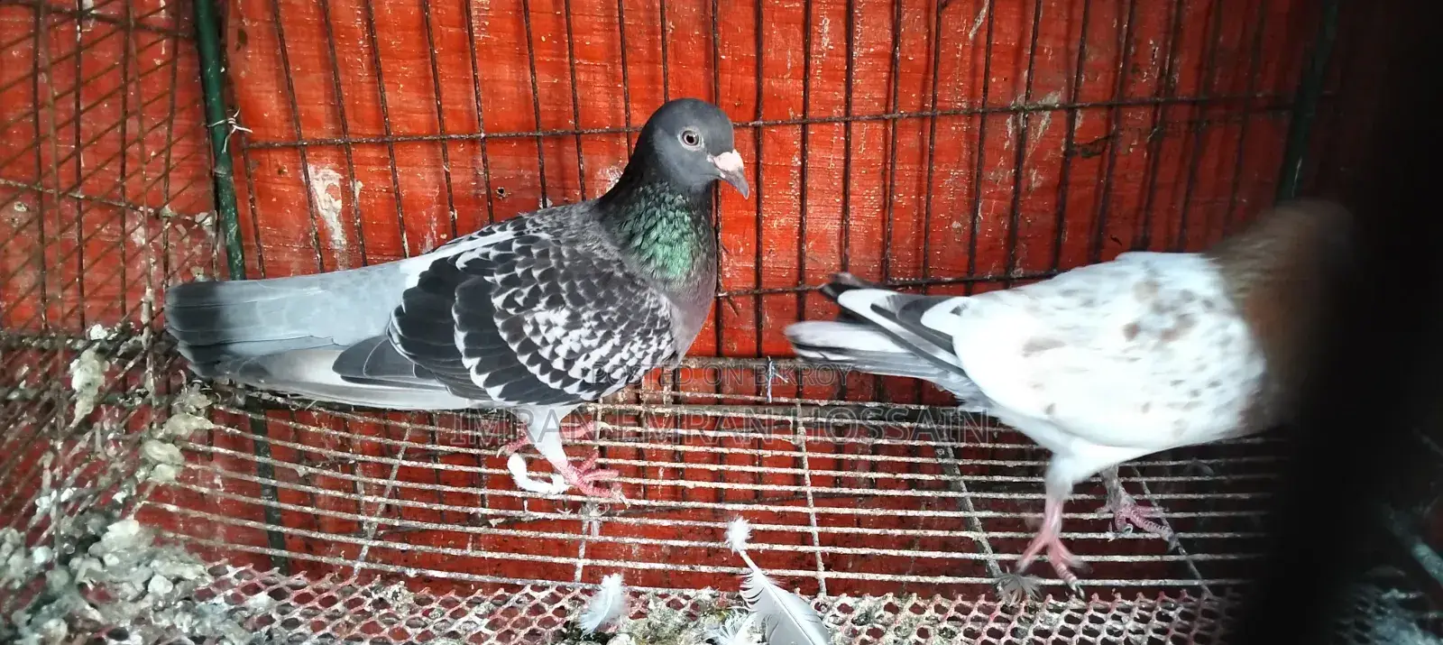 Running Female Pigeons