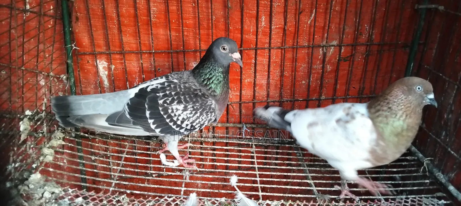 Running Female Pigeons