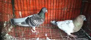 Running Female Pigeons