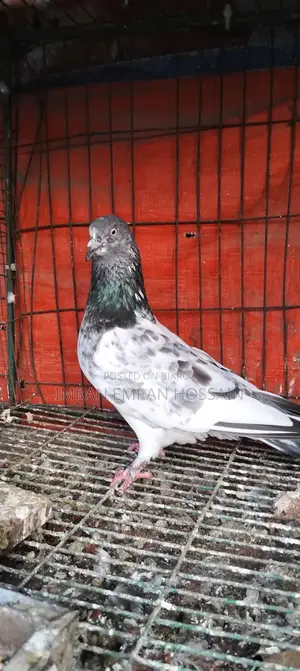 Running Female Pigeons