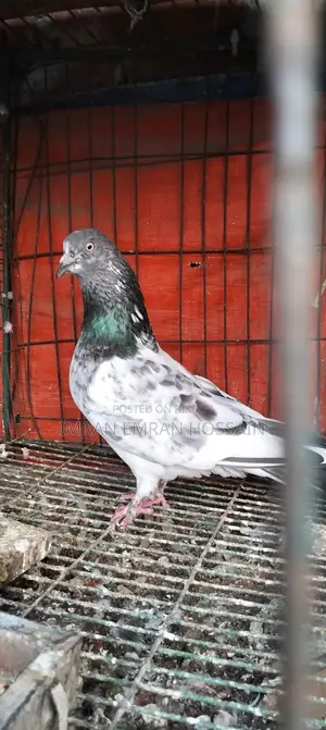 Running Female Pigeons