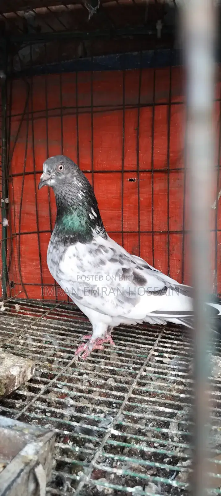 Running Female Pigeons